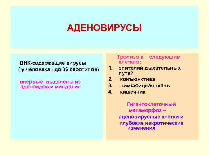 АДЕНОВИРУСЫ ДНК-содержащие вирусы ( у человека - до 36 серотипов) впервые выделены из аденоидов