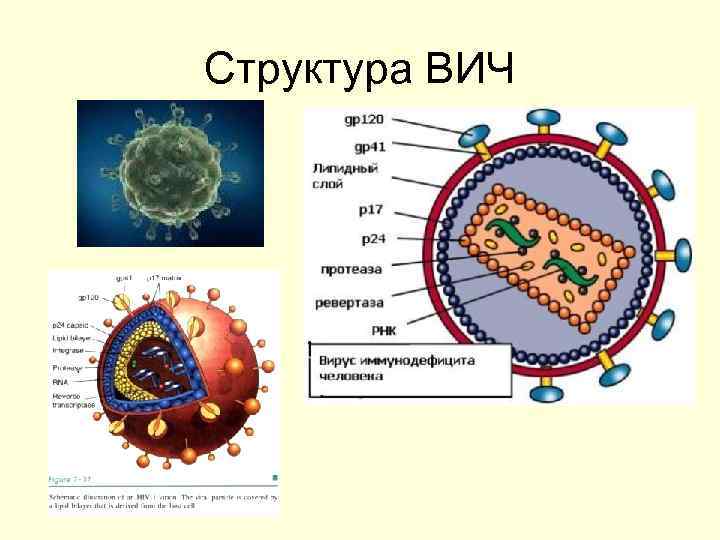 Схема патогенеза вич