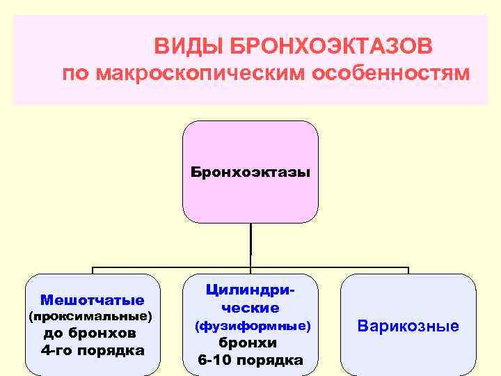 ВИДЫ БРОНХОЭКТАЗОВ по макроскопическим особенностям Бронхоэктазы Мешотчатые (проксимальные) до бронхов 4 -го порядка Цилиндрические