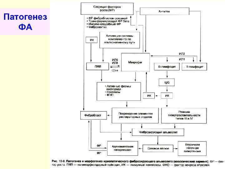 Патогенез ФА 