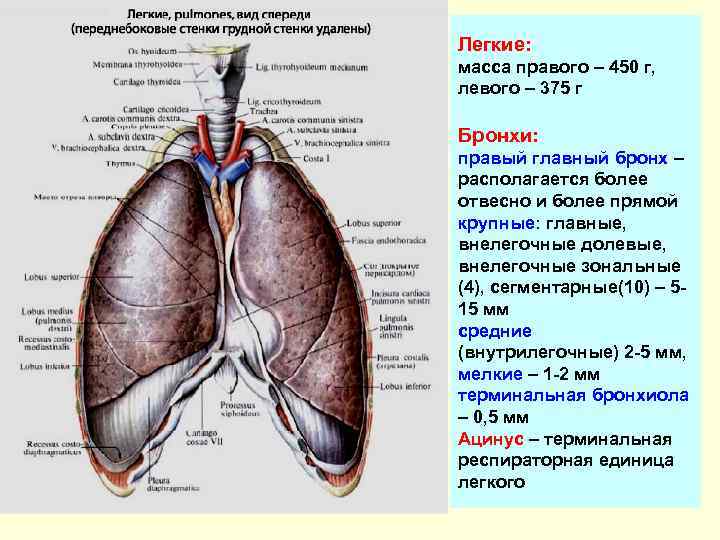 Легкие: масса правого – 450 г, левого – 375 г Бронхи: правый главный бронх