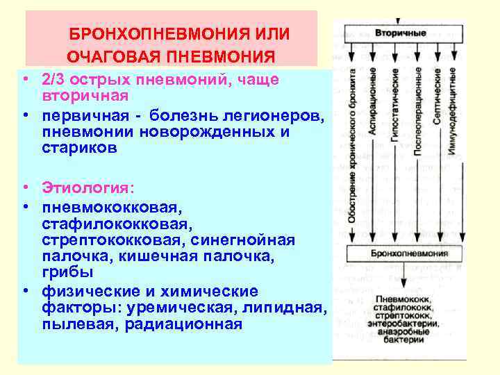 Патогенез синегнойной палочки схема