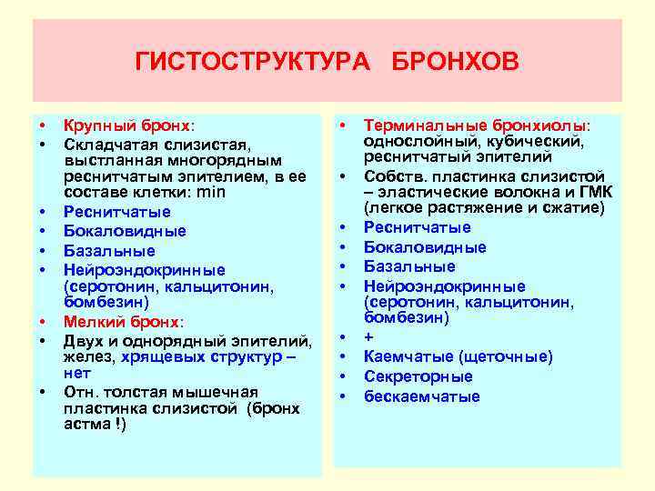 ГИСТОСТРУКТУРА БРОНХОВ • • • Крупный бронх: Складчатая слизистая, выстланная многорядным реснитчатым эпителием, в