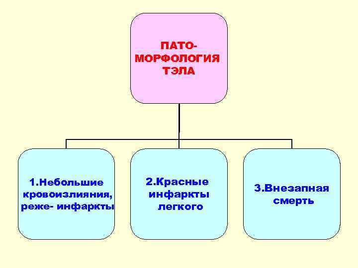 ПАТОМОРФОЛОГИЯ ТЭЛА 1. Небольшие кровоизлияния, реже- инфаркты 2. Красные инфаркты легкого 3. Внезапная смерть