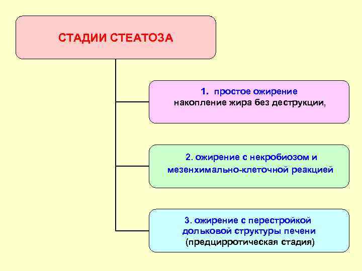 СТАДИИ СТЕАТОЗА 1. простое ожирение накопление жира без деструкции, 2. ожирение с некробиозом и