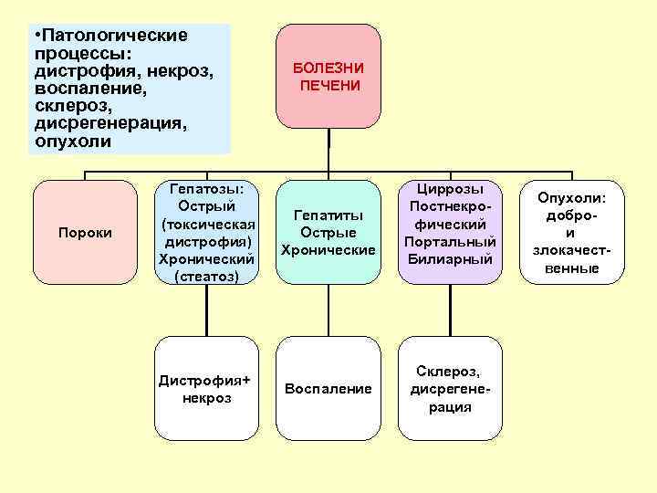  • Патологические процессы: дистрофия, некроз, воспаление, склероз, дисрегенерация, опухоли Пороки Гепатозы: Острый (токсическая