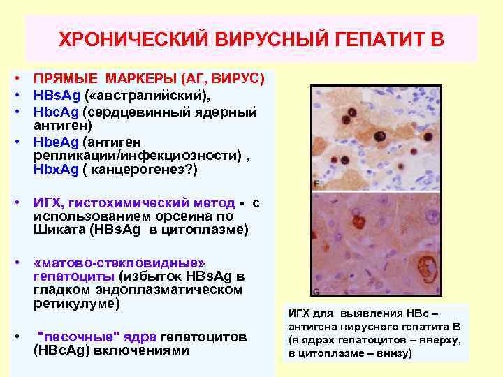 Гистохимические методы исследования презентация