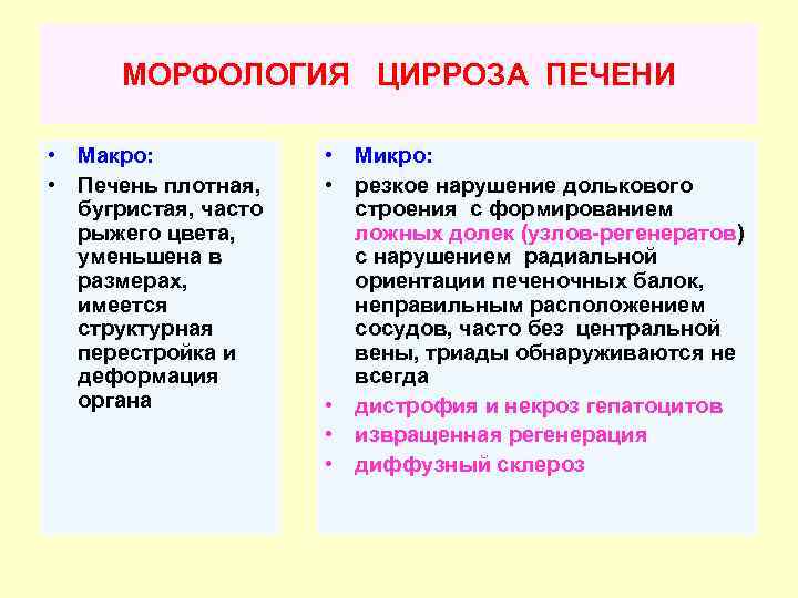 МОРФОЛОГИЯ ЦИРРОЗА ПЕЧЕНИ • Макро: • Печень плотная, бугристая, часто рыжего цвета, уменьшена в