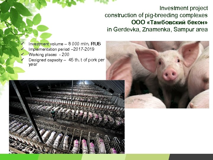 Investment project construction of pig-breeding complexes ООО «Тамбовский бекон» in Gerdevka, Znamenka, Sampur area