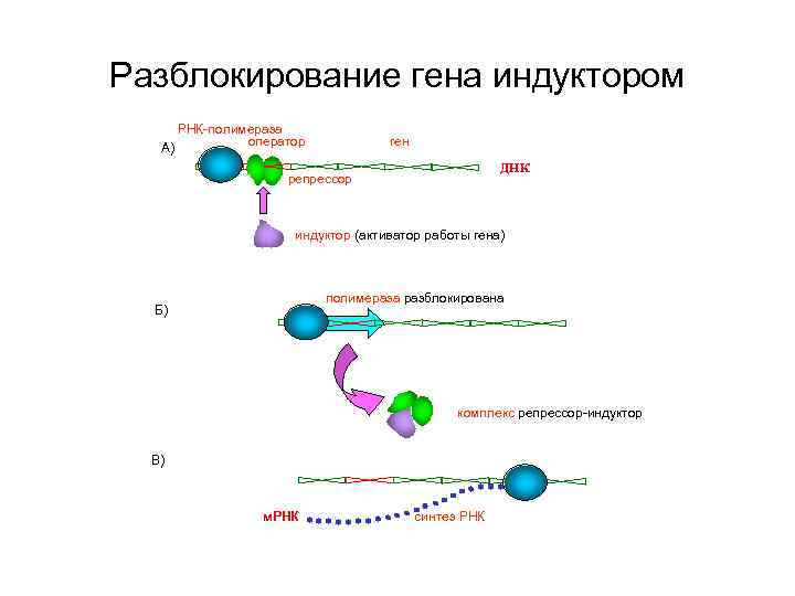 Разблокирование гена индуктором РНК-полимераза оператор А) ген ДНК репрессор индуктор (активатор работы гена) полимераза