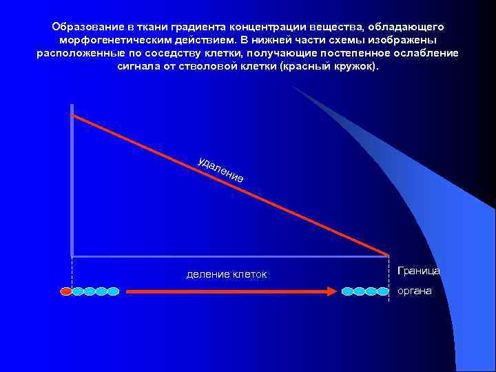 Образование в ткани градиента концентрации вещества, обладающего морфогенетическим действием. В нижней части схемы изображены