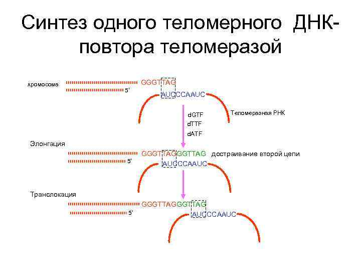 Синтез одного теломерного ДНКповтора теломеразой хромосома GGGTTAG 5’ AUCCCAAUC d. GTF d. TTF Теломеразная