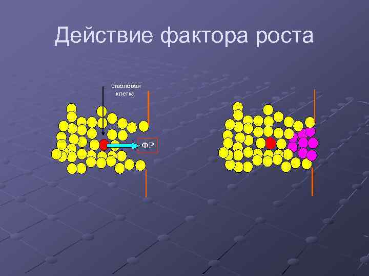 Действие фактора роста стволовая клетка ФР 