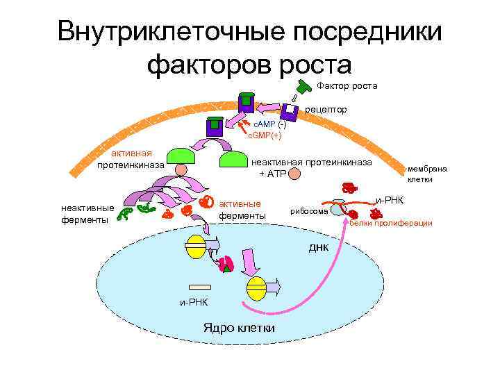 Внутриклеточные посредники факторов роста Фактор роста рецептор c. AMP (-) c. GMP(+) активная протеинкиназа