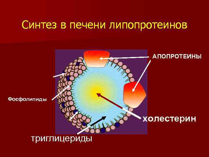 Синтез в печени липопротеинов АПОПРОТЕИНЫ Фосфолипиды холестерин триглицериды 