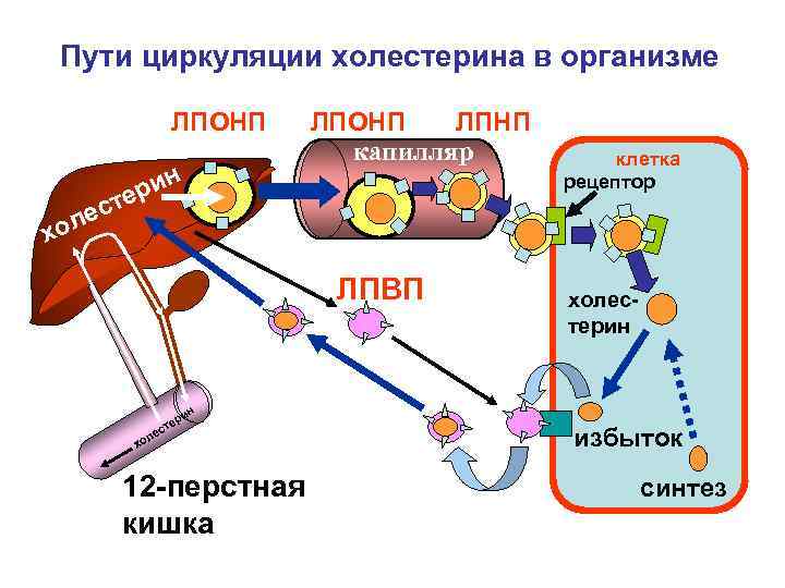 Биохимия печени презентация