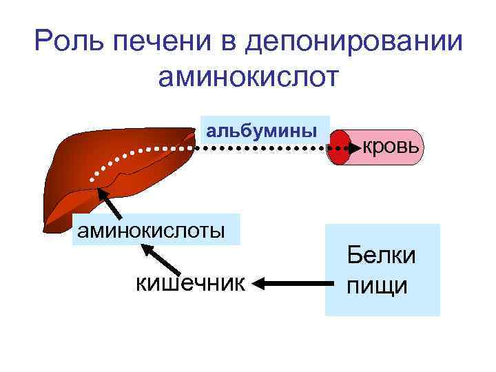 Синтез белков крови в печени