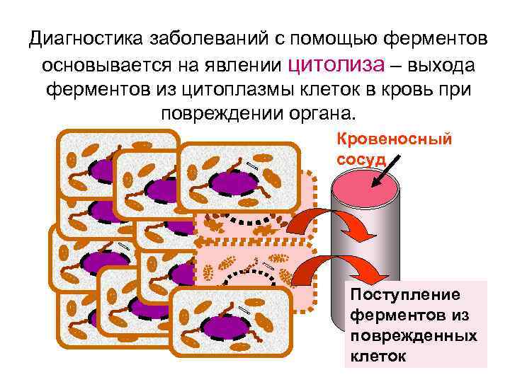 Диагностика заболеваний с помощью ферментов основывается на явлении цитолиза – выхода ферментов из цитоплазмы