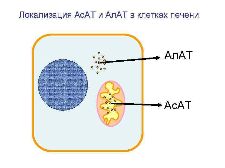 Локализация Ас. АТ и Ал. АТ в клетках печени Ал. АТ Ас. АТ 