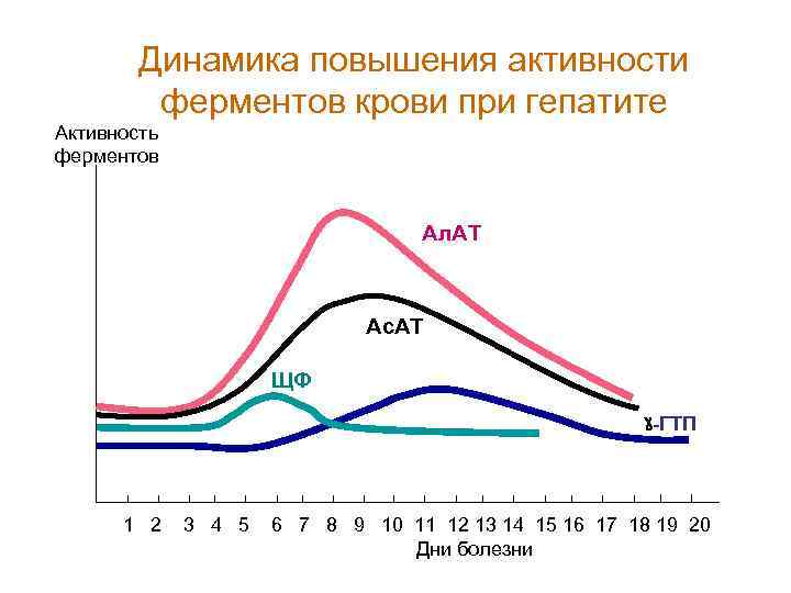 Динамика повышения активности ферментов крови при гепатите Активность ферментов Ал. АТ Ас. АТ ЩФ