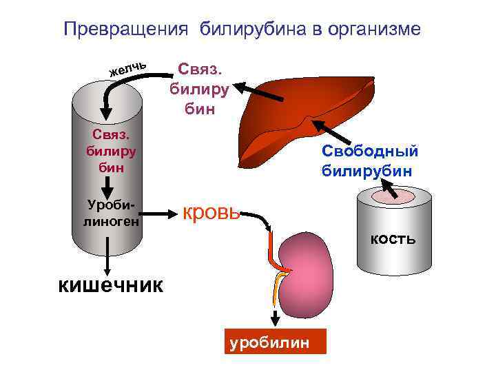 Превращения билирубина в организме ь желч Связ. билиру бин Уробилиноген Свободный билирубин кровь кость