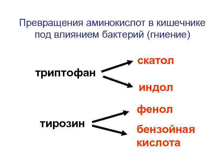Превращения аминокислот в кишечнике под влиянием бактерий (гниение) скатол триптофан индол фенол тирозин бензойная