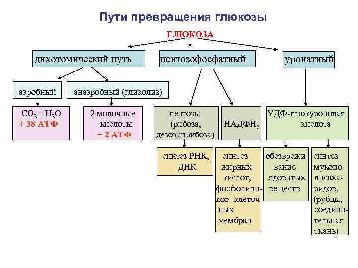 Общая схема превращения глюкозы в организме