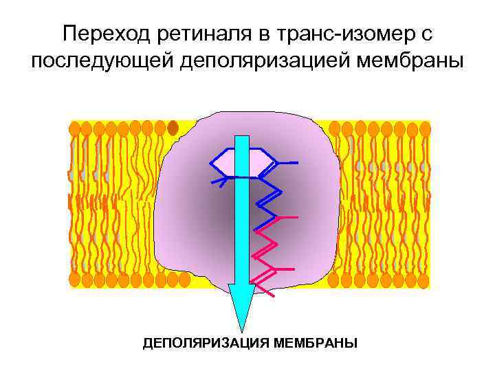 Переход ретиналя в транс-изомер с последующей деполяризацией мембраны ДЕПОЛЯРИЗАЦИЯ МЕМБРАНЫ 