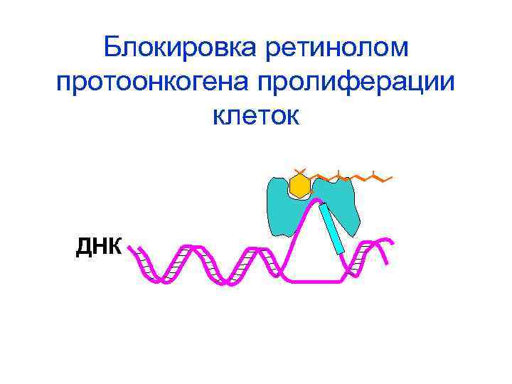 Блокировка ретинолом протоонкогена пролиферации клеток ДНК 