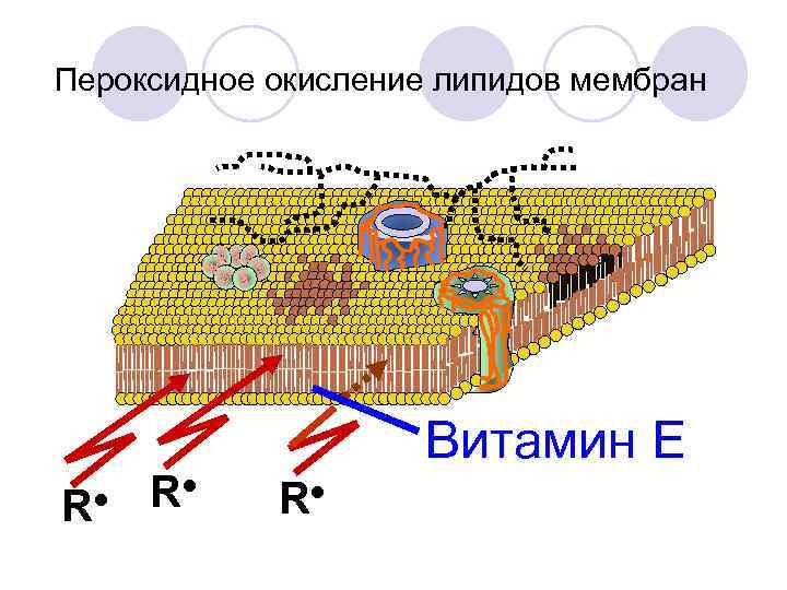 Пероксидное окисление липидов мембран R● R● Витамин Е R● 