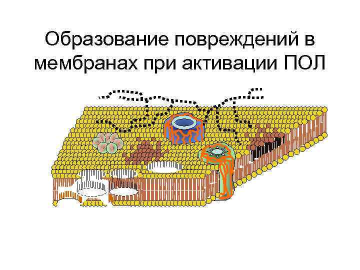 Образование повреждений в мембранах при активации ПОЛ 