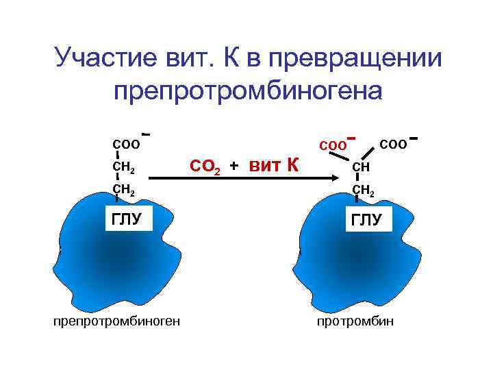Участие вит. К в превращении препротромбиногена СОО СН 2 СОО СО 2 + вит