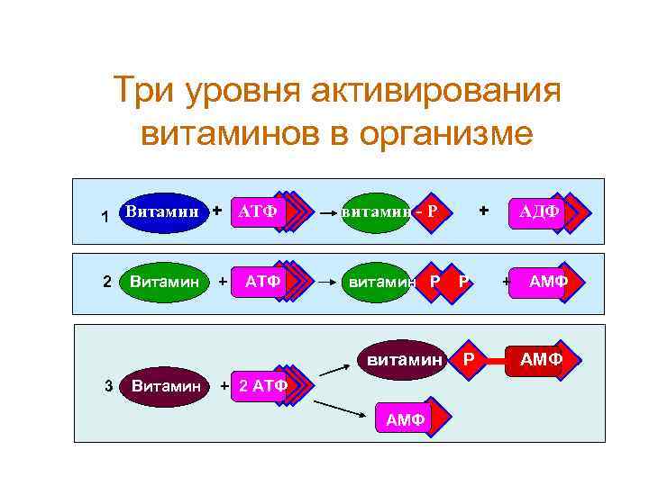 Три уровня активирования витаминов в организме 1 Витамин + АТФ 2 Витамин + АТФ