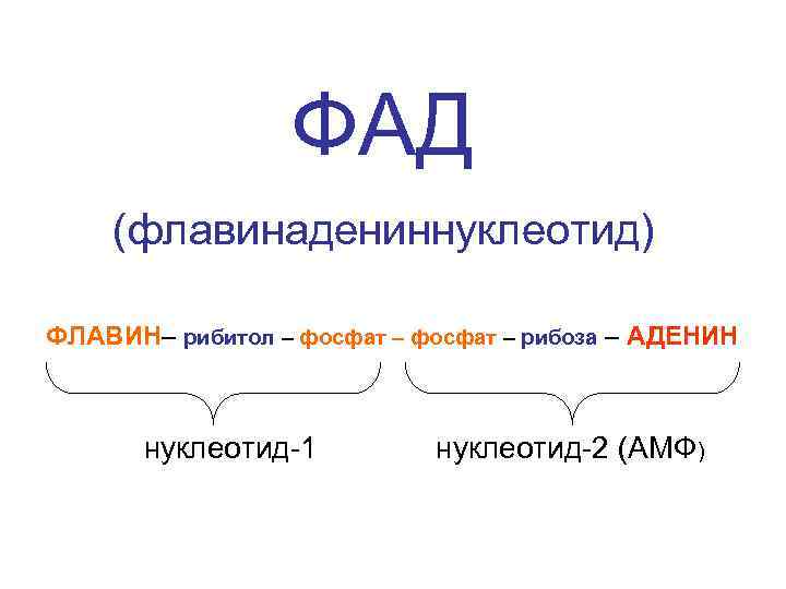 ФАД (флавинадениннуклеотид) ФЛАВИН– рибитол – фосфат – рибоза – АДЕНИН нуклеотид-1 нуклеотид-2 (АМФ) 