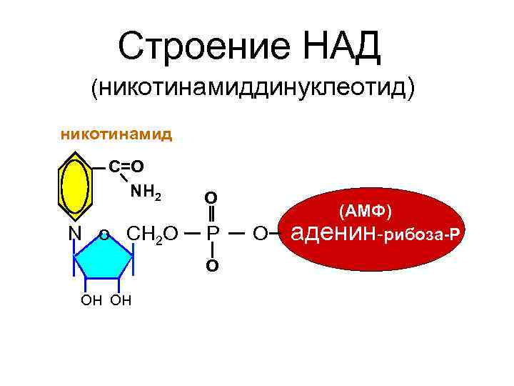 Строение НАД (никотинамиддинуклеотид) никотинамид C=О NH 2 N o CH 2 O О Р