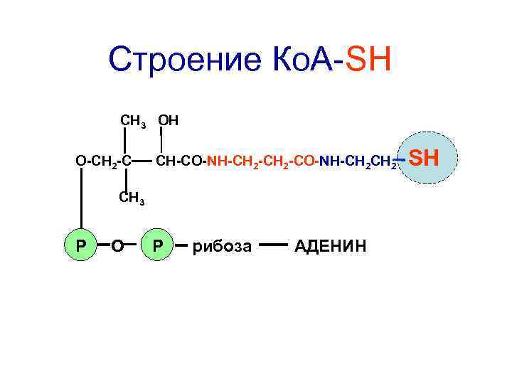 Строение Ко. А-SH СН 3 ОН О-СН 2 -С СН-СО-NН-СН 2 -СО-NH-СН 2 СН