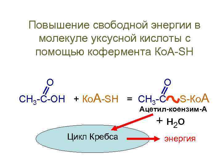 Повышение свободной энергии в молекуле уксусной кислоты с помощью кофермента Ко. А-SH О О
