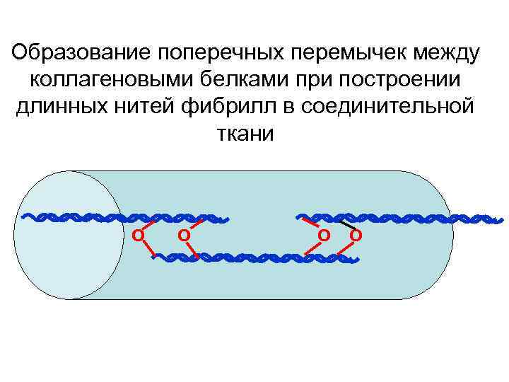 Образование поперечных перемычек между коллагеновыми белками при построении длинных нитей фибрилл в соединительной ткани