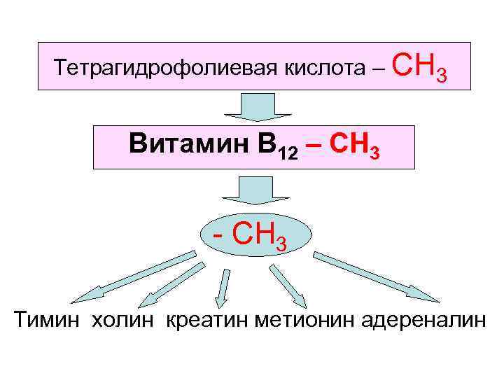 Тетрагидрофолиевая кислота – СН 3 Витамин В 12 – СН 3 - СН 3