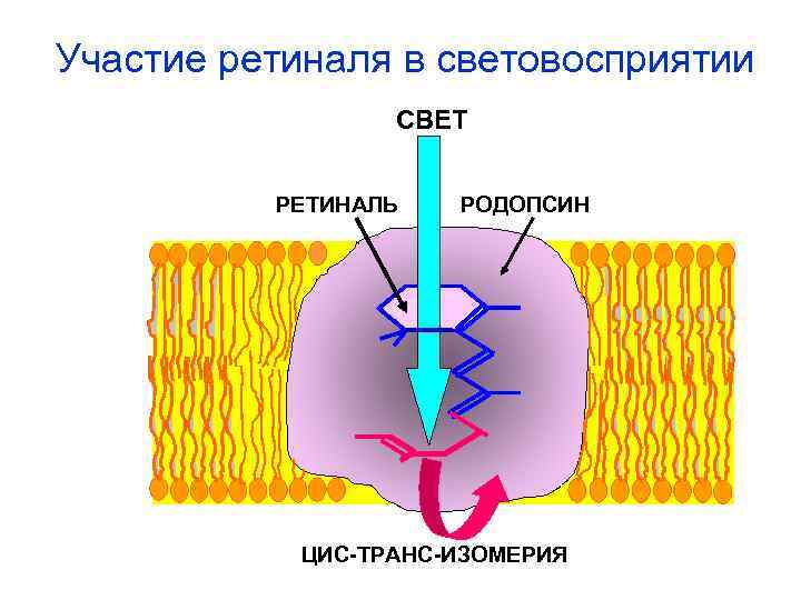 Участие ретиналя в световосприятии СВЕТ РЕТИНАЛЬ РОДОПСИН ЦИС-ТРАНС-ИЗОМЕРИЯ 