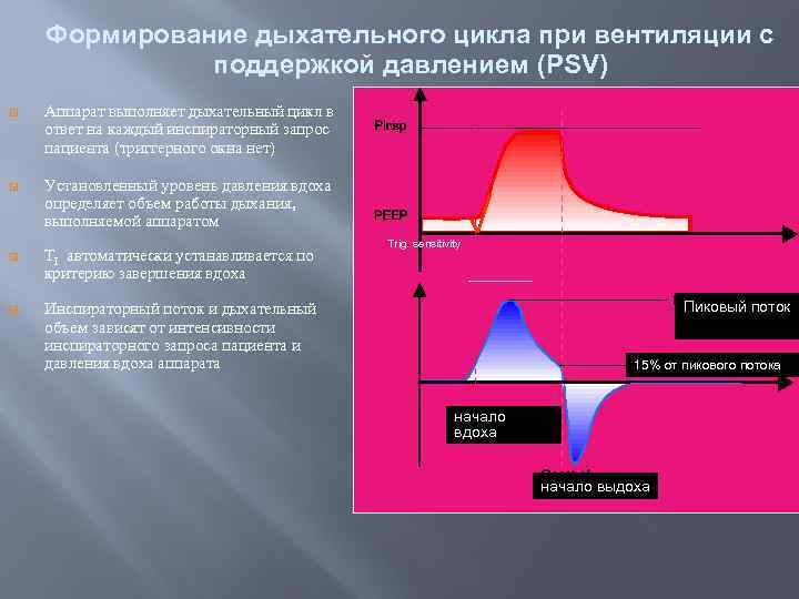 Дыхание дыхательный цикл. Дыхательный цикл физиология. Основные фазы дыхательного цикла. Дыхательный цикл механизм.