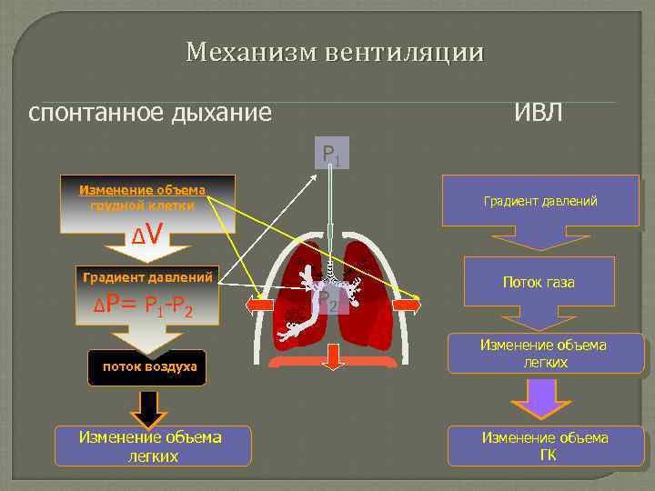 Механизм вентиляции спонтанное дыхание ИВЛ P 1 Изменение объема грудной клетки Градиент давлений ΔV