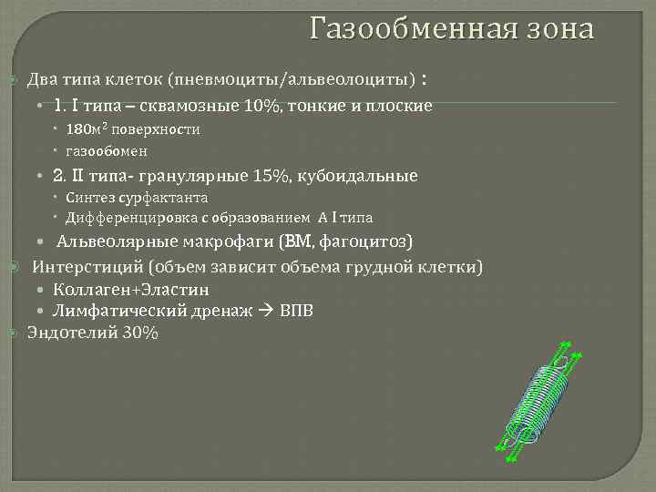 Газообменная зона Два типа клеток (пневмоциты/альвеолоциты) : • 1. I типа – сквамозные 10%,