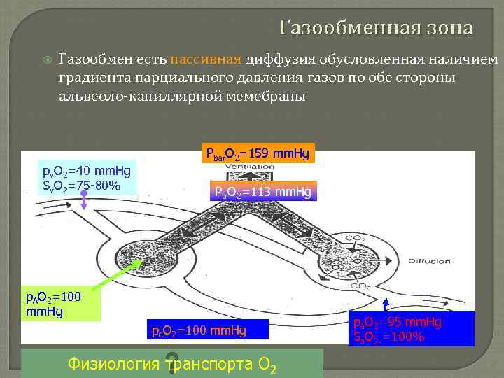 Газообменная зона Газообмен есть пассивная диффузия обусловленная наличием градиента парциального давления газов по обе