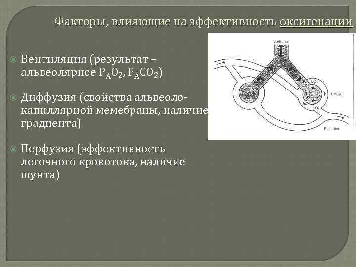 Диффузия и перфузия. Альвеолярный шунт. Вентиляция диффузия перфузия. Перфузия и вентиляция. Механизм альвеолярного шунта.