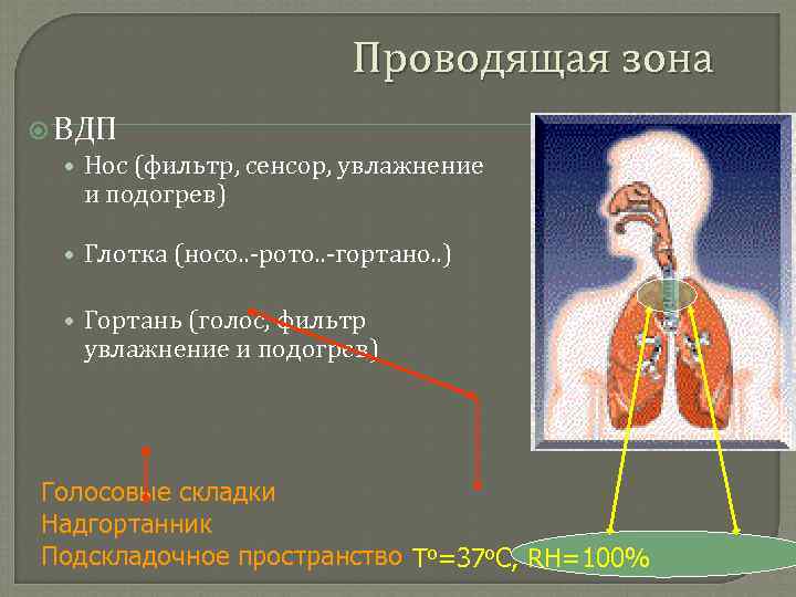 Проводящая зона ВДП • Нос (фильтр, сенсор, увлажнение и подогрев) • Глотка (носо. .