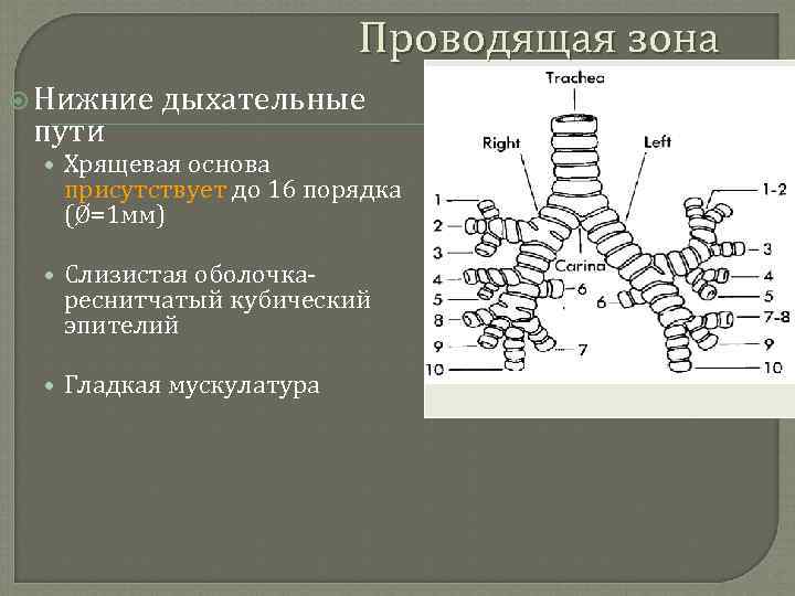 Проводящая зона Нижние пути дыхательные • Хрящевая основа присутствует до 16 порядка (Ø=1 мм)