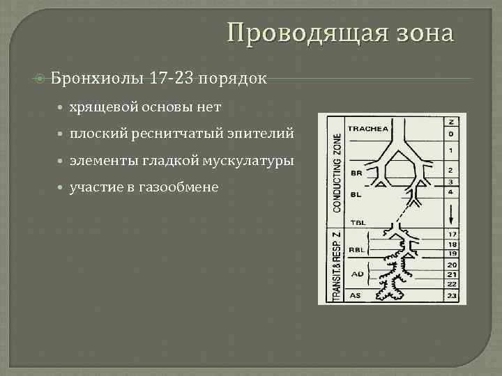 Проводящая зона Бронхиолы 17 -23 порядок • хрящевой основы нет • плоский реснитчатый эпителий