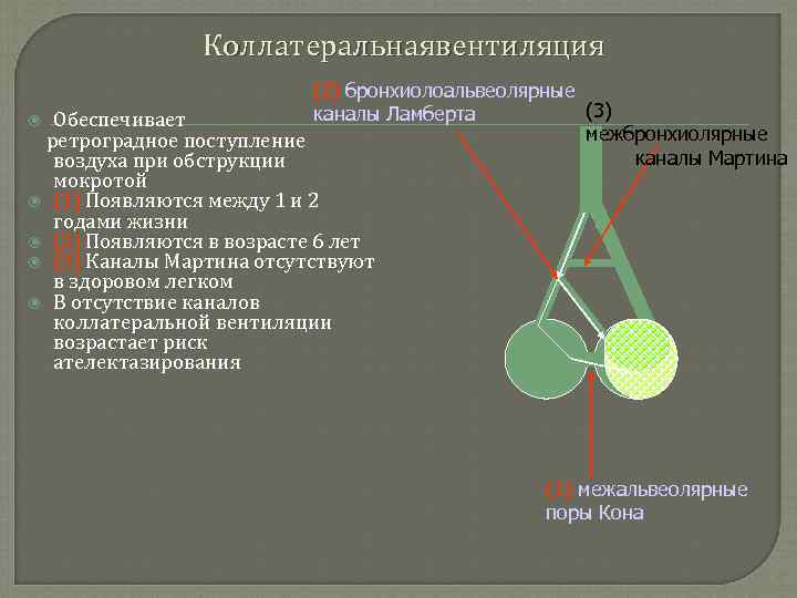 Коллатеральнаявентиляция (2) бронхиолоальвеолярные (3) каналы Ламберта Обеспечивает межбронхиолярные ретроградное поступление каналы Мартина воздуха при