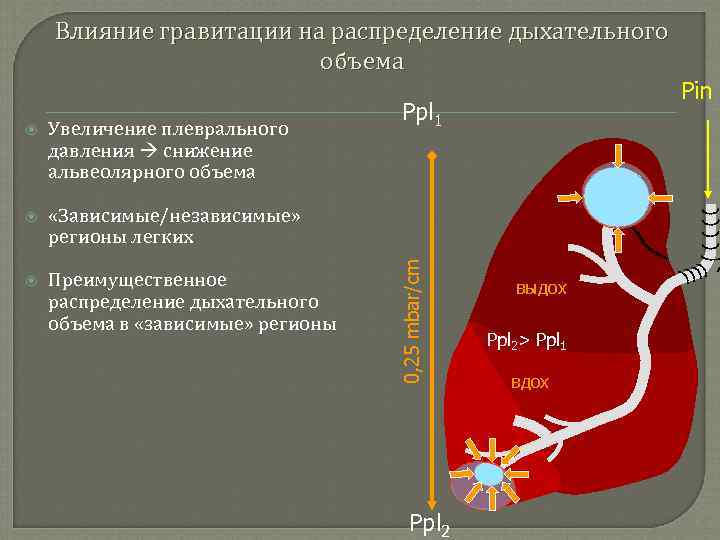 Влияние гравитации на распределение дыхательного объема Увеличение плеврального давления снижение альвеолярного объема «Зависимые/независимые» регионы